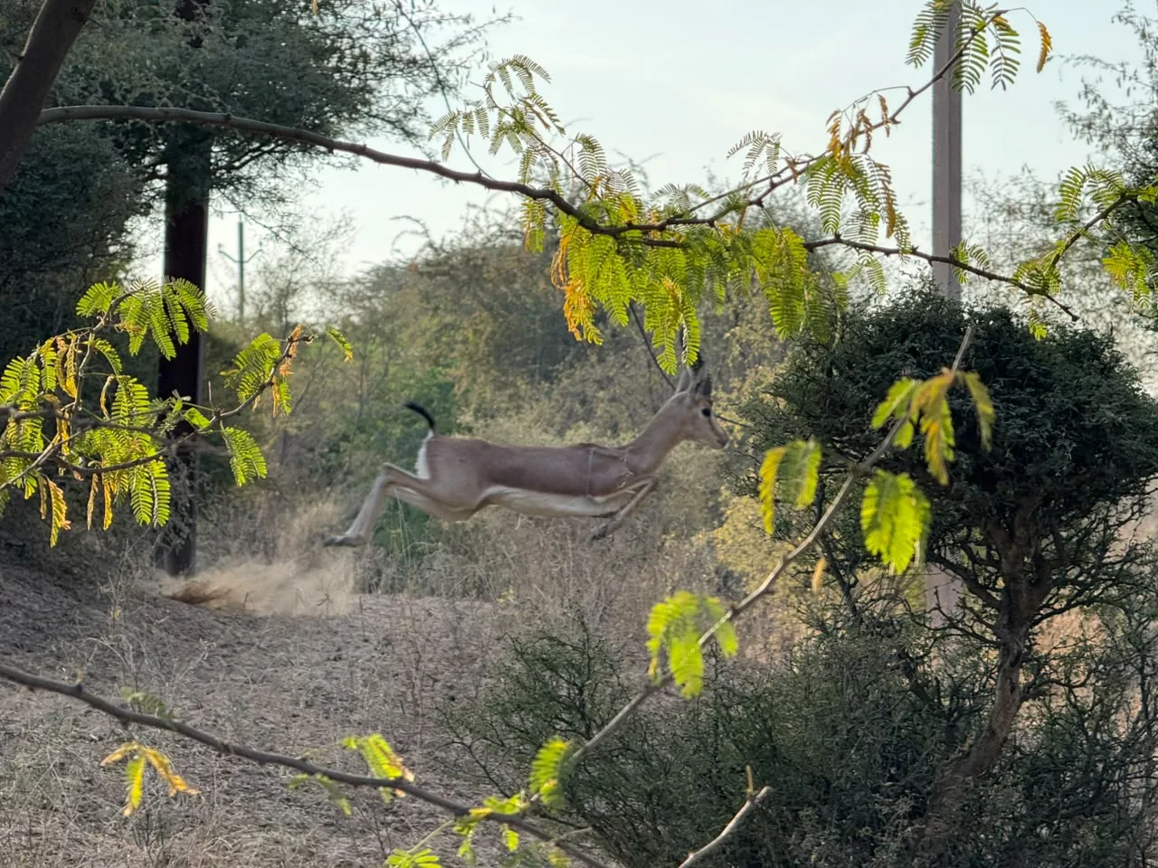 Deer among the trees near Mukam