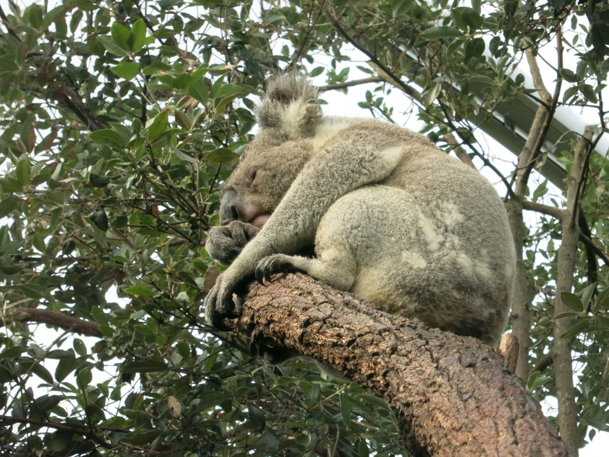The koalas of Australia