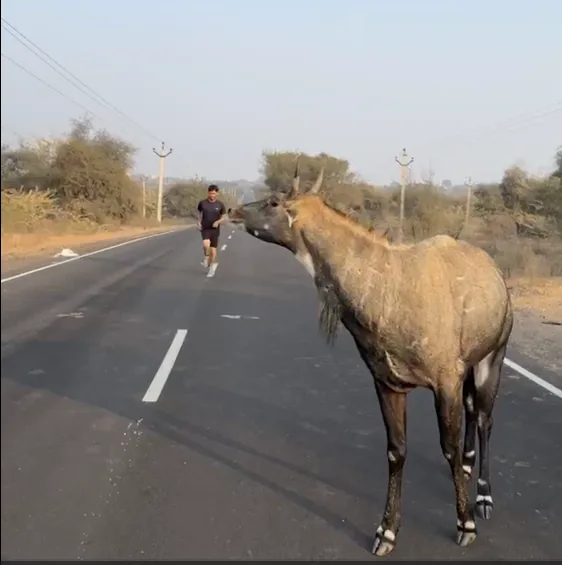 Nilgai beside the road