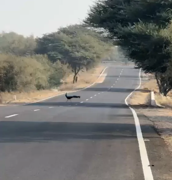 Peacock crossing the road